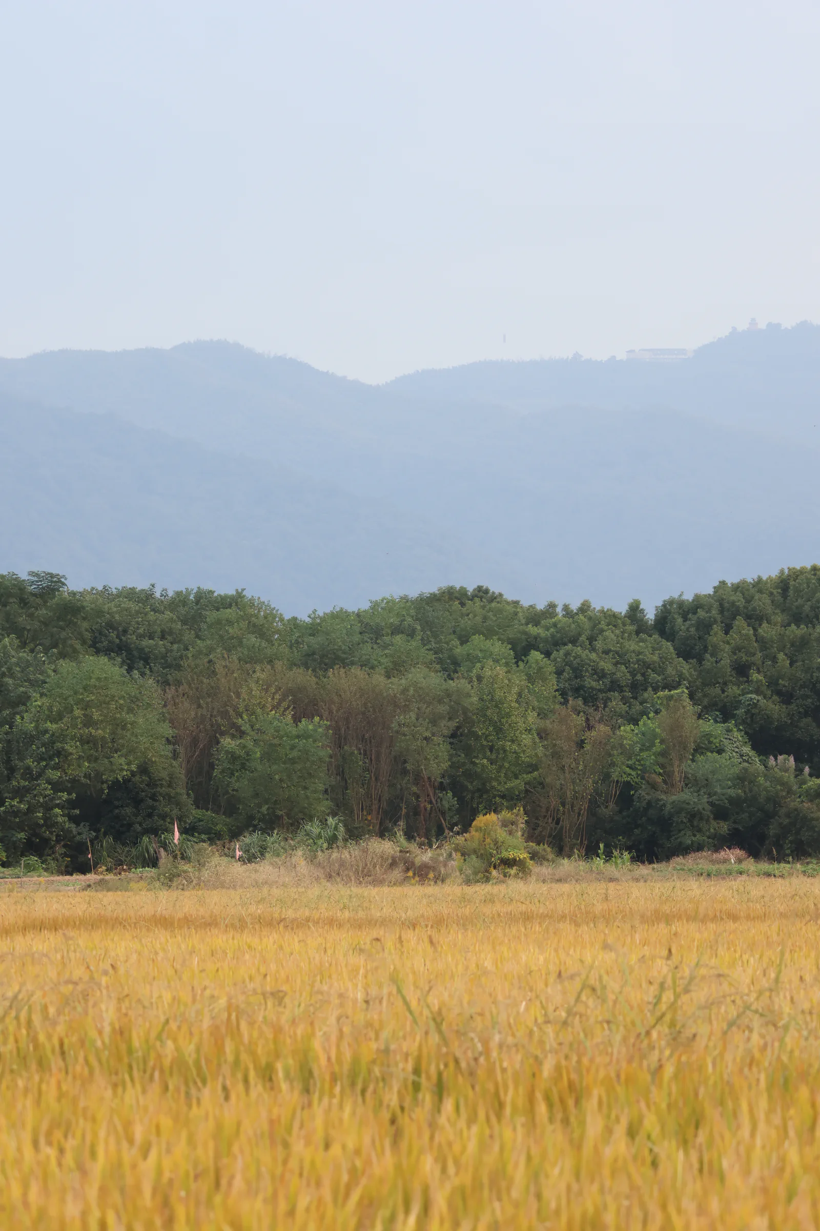 wufeng-island-autumn.jpg